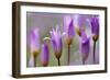 Flowering Tulips (Tulipa Bakeri) Omalos, Crete, Greece, April 2009-Lilja-Framed Photographic Print