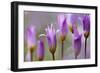 Flowering Tulips (Tulipa Bakeri) Omalos, Crete, Greece, April 2009-Lilja-Framed Photographic Print