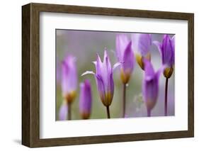 Flowering Tulips (Tulipa Bakeri) Omalos, Crete, Greece, April 2009-Lilja-Framed Photographic Print