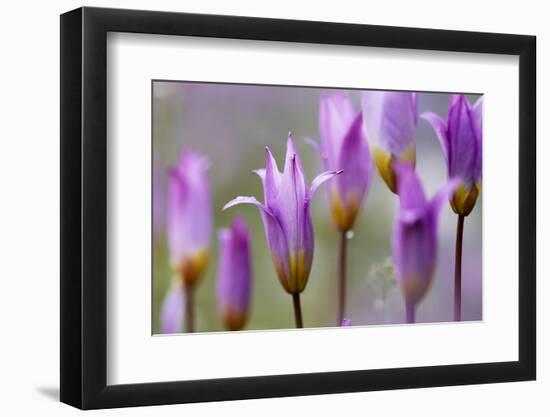 Flowering Tulips (Tulipa Bakeri) Omalos, Crete, Greece, April 2009-Lilja-Framed Photographic Print