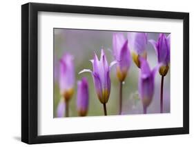 Flowering Tulips (Tulipa Bakeri) Omalos, Crete, Greece, April 2009-Lilja-Framed Photographic Print