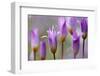 Flowering Tulips (Tulipa Bakeri) Omalos, Crete, Greece, April 2009-Lilja-Framed Photographic Print