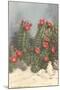 Flowering White Sands Cactus-null-Mounted Art Print