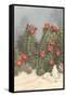 Flowering White Sands Cactus-null-Framed Stretched Canvas