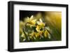 Flowering Wild Daffodils (Narcissus Pseudonarcissus) Dunsdon Wood, Dartmoor Np, England, UK, March-Ross Hoddinott-Framed Photographic Print