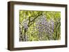 Flowering wisteria vines, Portland Japanese Garden, Oregon.-William Sutton-Framed Photographic Print