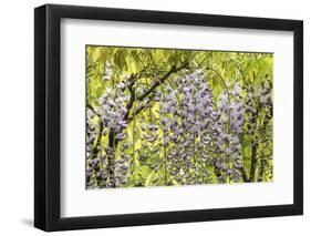 Flowering wisteria vines, Portland Japanese Garden, Oregon.-William Sutton-Framed Photographic Print