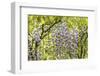 Flowering wisteria vines, Portland Japanese Garden, Oregon.-William Sutton-Framed Photographic Print