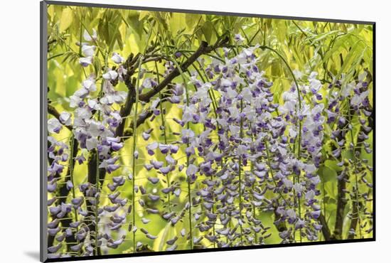 Flowering wisteria vines, Portland Japanese Garden, Oregon.-William Sutton-Mounted Photographic Print