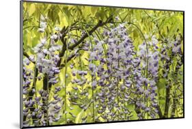 Flowering wisteria vines, Portland Japanese Garden, Oregon.-William Sutton-Mounted Photographic Print