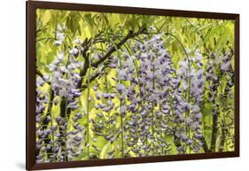 Flowering wisteria vines, Portland Japanese Garden, Oregon.-William Sutton-Framed Photographic Print