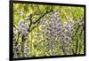 Flowering wisteria vines, Portland Japanese Garden, Oregon.-William Sutton-Framed Photographic Print