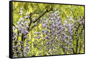Flowering wisteria vines, Portland Japanese Garden, Oregon.-William Sutton-Framed Stretched Canvas