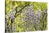 Flowering wisteria vines, Portland Japanese Garden, Oregon.-William Sutton-Stretched Canvas