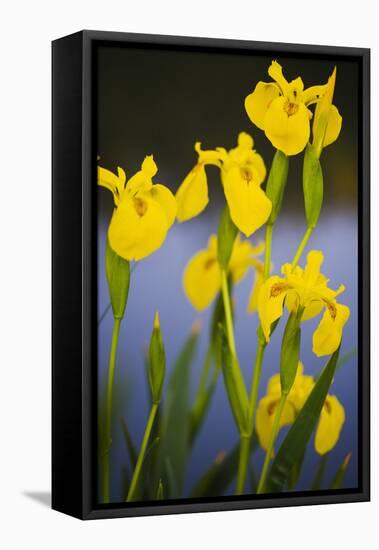 Flowering Yellow Iris (Iris Pseudacorus) Camargue, France, May 2009-Allofs-Framed Stretched Canvas