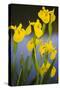 Flowering Yellow Iris (Iris Pseudacorus) Camargue, France, May 2009-Allofs-Stretched Canvas