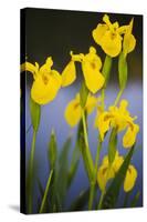 Flowering Yellow Iris (Iris Pseudacorus) Camargue, France, May 2009-Allofs-Stretched Canvas