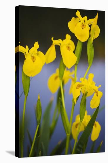 Flowering Yellow Iris (Iris Pseudacorus) Camargue, France, May 2009-Allofs-Stretched Canvas