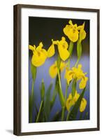 Flowering Yellow Iris (Iris Pseudacorus) Camargue, France, May 2009-Allofs-Framed Photographic Print