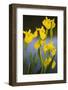 Flowering Yellow Iris (Iris Pseudacorus) Camargue, France, May 2009-Allofs-Framed Photographic Print