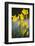 Flowering Yellow Iris (Iris Pseudacorus) Camargue, France, May 2009-Allofs-Framed Photographic Print