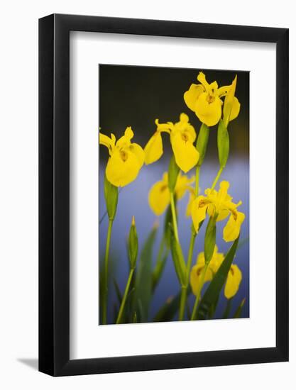 Flowering Yellow Iris (Iris Pseudacorus) Camargue, France, May 2009-Allofs-Framed Photographic Print