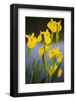 Flowering Yellow Iris (Iris Pseudacorus) Camargue, France, May 2009-Allofs-Framed Photographic Print