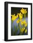 Flowering Yellow Iris (Iris Pseudacorus) Camargue, France, May 2009-Allofs-Framed Photographic Print