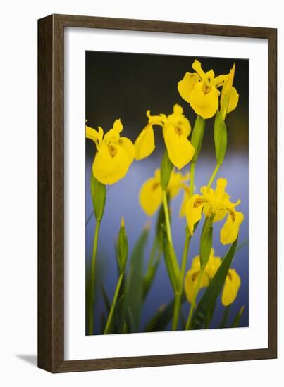 Flowering Yellow Iris (Iris Pseudacorus) Camargue, France, May 2009-Allofs-Framed Photographic Print
