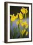 Flowering Yellow Iris (Iris Pseudacorus) Camargue, France, May 2009-Allofs-Framed Photographic Print