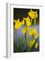 Flowering Yellow Iris (Iris Pseudacorus) Camargue, France, May 2009-Allofs-Framed Photographic Print