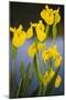 Flowering Yellow Iris (Iris Pseudacorus) Camargue, France, May 2009-Allofs-Mounted Photographic Print