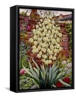 Flowering Yucca-Christopher Ryland-Framed Stretched Canvas