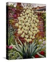 Flowering Yucca-Christopher Ryland-Stretched Canvas