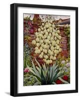 Flowering Yucca-Christopher Ryland-Framed Giclee Print