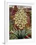 Flowering Yucca-Christopher Ryland-Framed Giclee Print