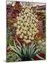 Flowering Yucca-Christopher Ryland-Mounted Giclee Print