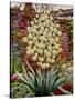 Flowering Yucca-Christopher Ryland-Stretched Canvas