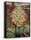 Flowering Yucca-Christopher Ryland-Framed Stretched Canvas