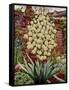 Flowering Yucca-Christopher Ryland-Framed Stretched Canvas