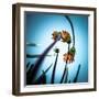 Flowerlove-Fgr100-Framed Photographic Print