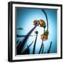 Flowerlove-Fgr100-Framed Photographic Print