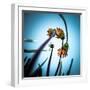 Flowerlove-Fgr100-Framed Photographic Print