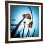 Flowerlove-Fgr100-Framed Photographic Print