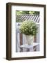 Flowerpot, Asters, Autumn Flowers, Chair-Andrea Haase-Framed Photographic Print