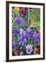 Flowerpots with Pansies, 2007-Christopher Ryland-Framed Giclee Print