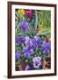Flowerpots with Pansies, 2007-Christopher Ryland-Framed Giclee Print