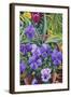 Flowerpots with Pansies, 2007-Christopher Ryland-Framed Giclee Print