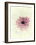 Flowers Aglow II-Judy Stalus-Framed Photographic Print