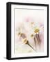 Flowers Aglow III-Judy Stalus-Framed Photographic Print